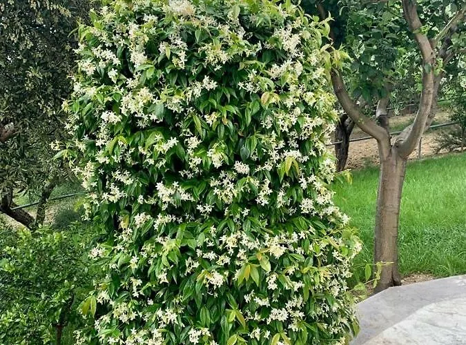 La Collina Dei Colori Васто