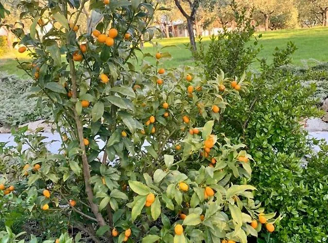 Курортный комплекс La Collina Dei Colori